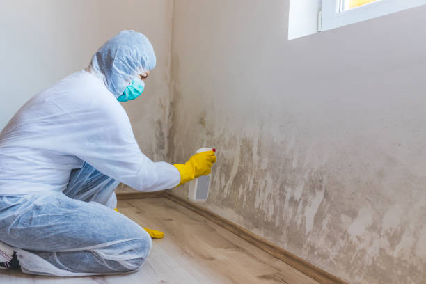 Licensed Black Mold Remediation service in North, VA - Car Mold Remediation