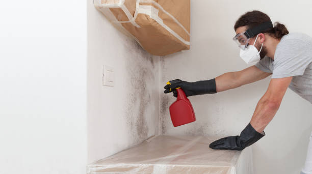 Professional Black Mold Remediation technician working in North, VA