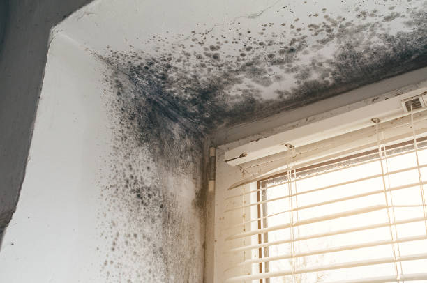 Affordable Black Mold Remediation solutions in North, VA