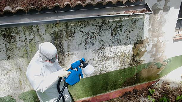 Top rated local Black Mold Remediation specialists in North, VA